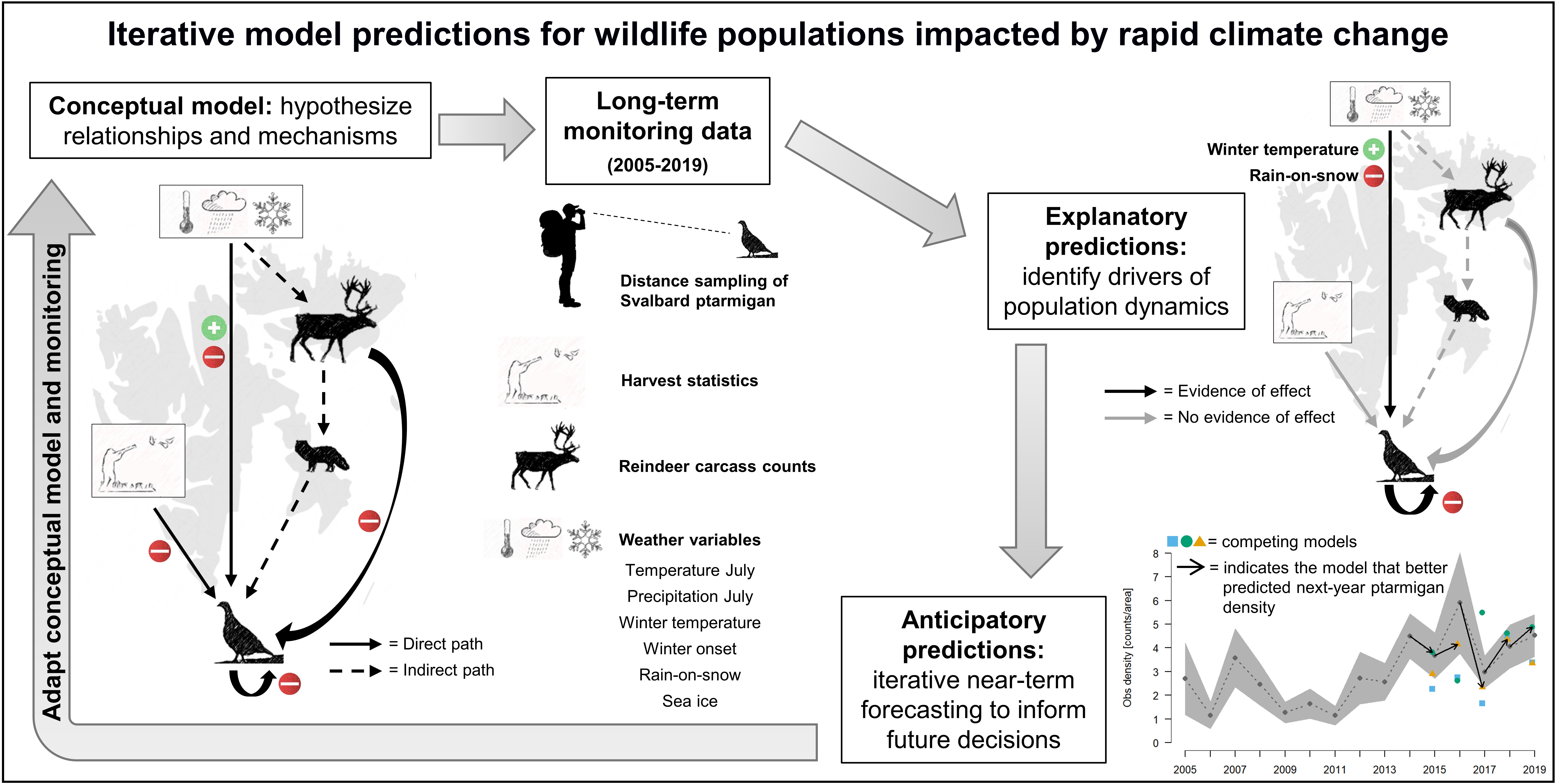 Graphical abstract describing the approach used to study population dynamics of Svalbard ptarmigan. First, researchers carefully laid out the hypothesized impacts of several biotic and abiotic factors on ptarmigan dynamics and visualized them through a conceptual model. Then, they fitted state-space models to 15 years of ptarmigan monitoring data to: 1) quantify the effects of potential drivers of population dynamics (explanatory predictions) and 2) assess the ability of candidate models of increasing complexity to forecast next‐year population density (anticipatory predictions).